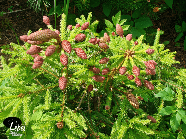 Picea abies   'Pusch'